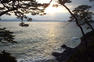 海岸のごつごつした岩場の向こうに松の木の枝が広がっていて、その隙間から太陽が静かに海に沈んでいく様子を写した写真