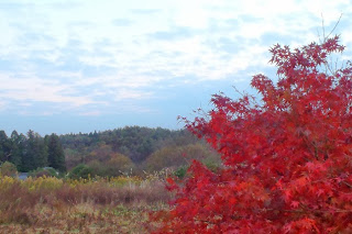 右側に真っ赤に紅葉した木が立ち、左側には広々とした草原が広がり、その奥には緑の木々とゆるやかな丘が連なる秋の風景の写真