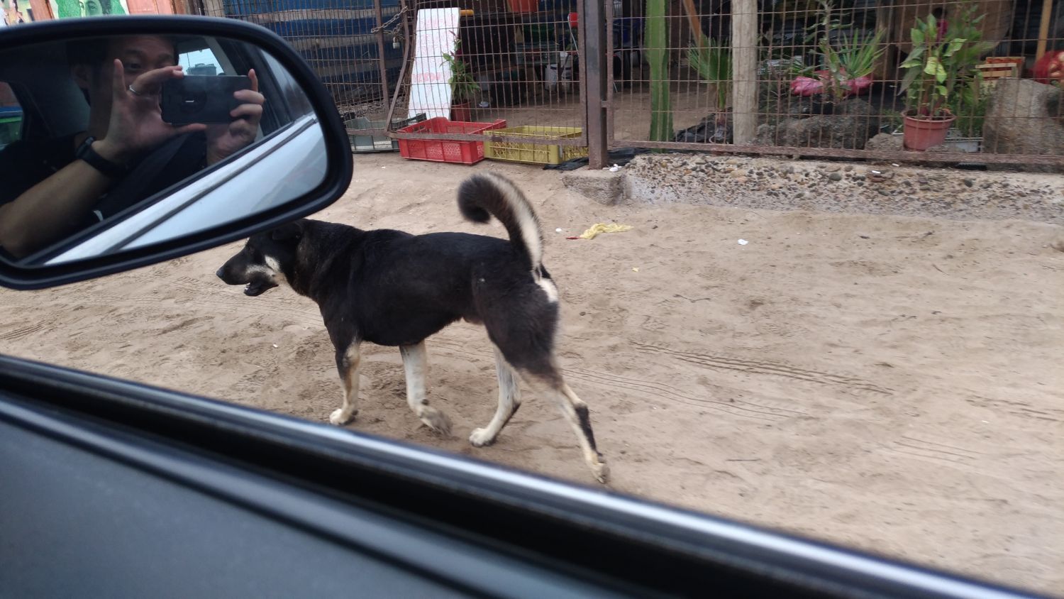 車の窓越しに黒と白の毛色をした中型の犬が砂地の路上を歩いている様子を写した写真