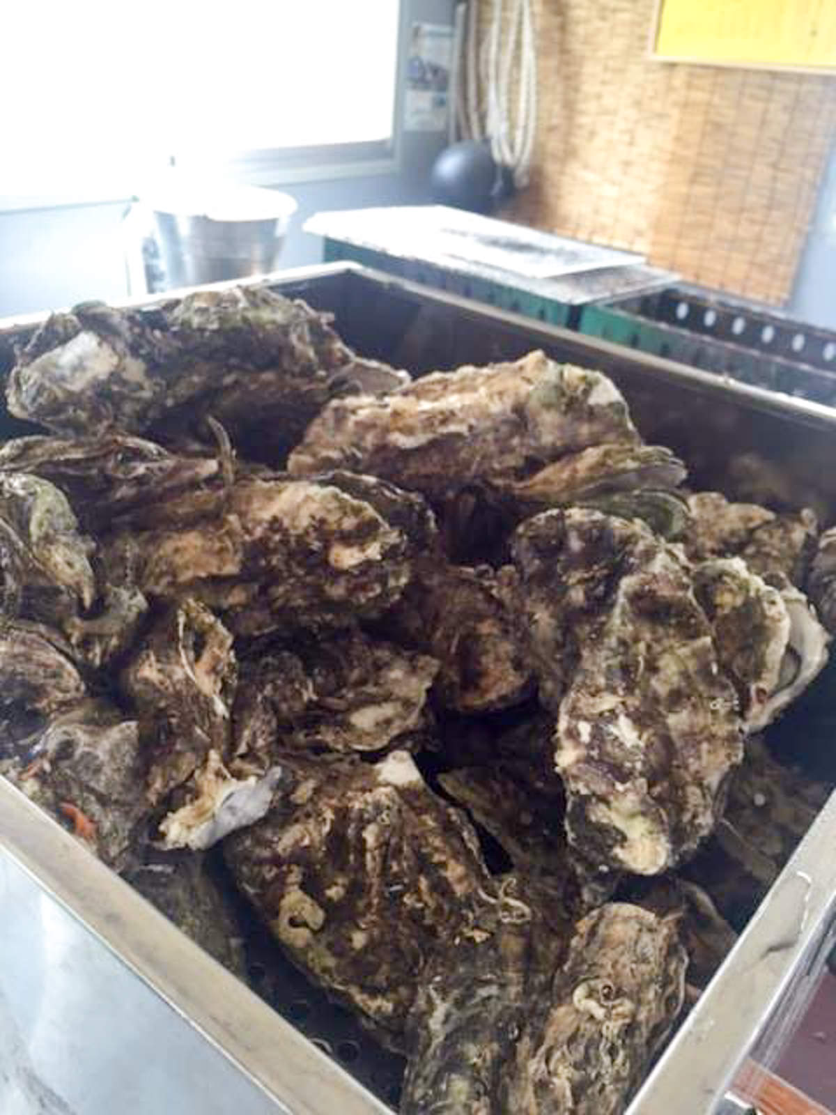 シルバーのシンクいっぱいに入った殻付きの牡蠣の写真
