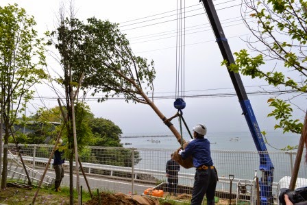 海の見える老人ホームの敷地内で、ヘルメットを被った作業員がクレーンを使って大きな苗木を植えようとしている作業風景の写真