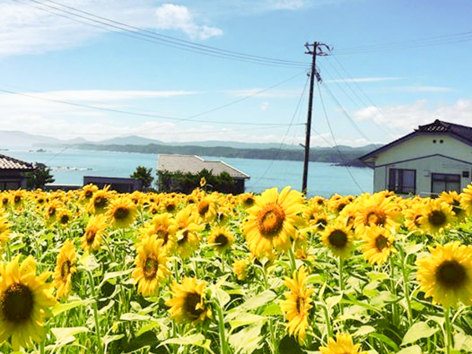 家が立ち並ぶ向こうに海と遠くの山々が見え、畑一面にひまわりが咲き誇っている泊浜のひまわり畑の写真