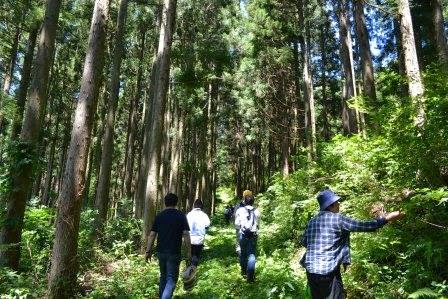 背の高い杉の木が密集する明るい森林の中を、大人たちが数人で奥に向かって歩いている写真