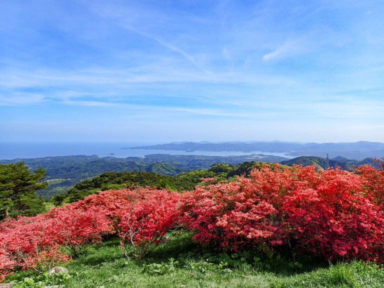鮮やかに赤く色づいたツツジの花が一面に咲く丘から、奥に広がる海と半島が見える美しい景色が広がっている写真