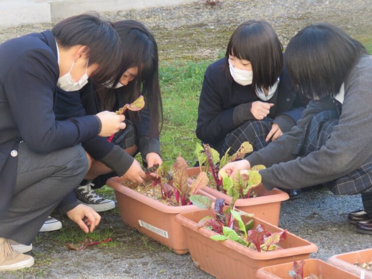 屋外で制服姿の学生4人が、プランターに植えられたカラフルな葉野菜を手入れしている様子の写真