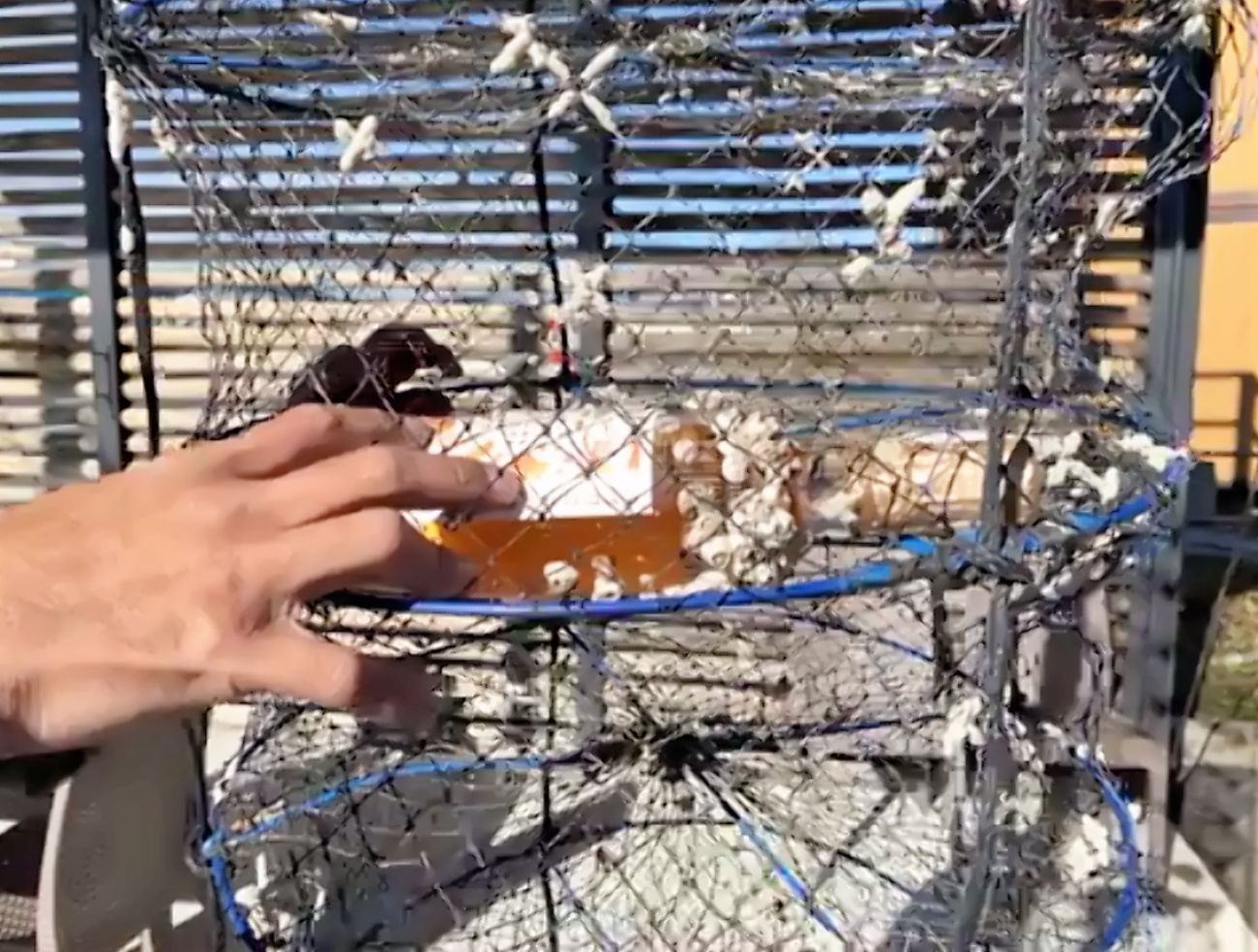 ワイヤー製の網籠の中に、貝殻が付着したオレンジ色のワイン瓶が入っており、人の手がその貝殻が付着したワイン瓶を指さしている様子の写真