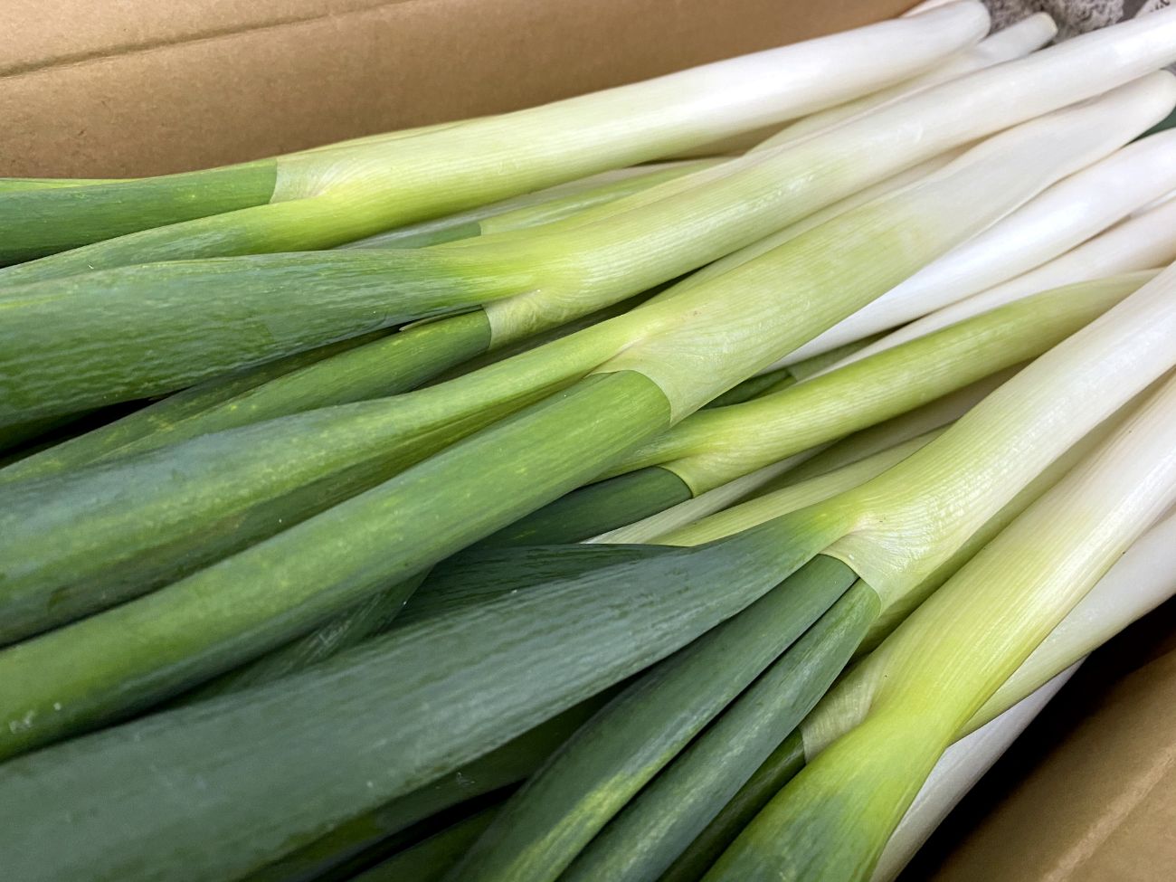 白くて太い部分から緑の葉先までしっかりとした長ネギが束になって段ボールに入っている写真