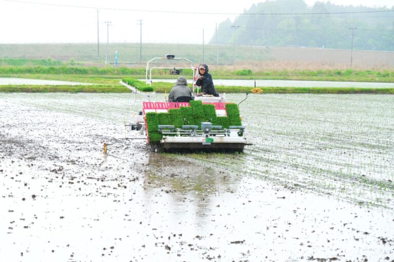水田の中で、二人の作業員が苗をたくさん積んだ田植え機に乗って操作をしている様子の写真