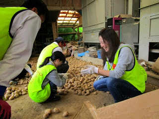 複数の人々が黄色い安全ベストと手袋を着用し、倉庫内でジャガイモを仕分けしている様子を写した写真