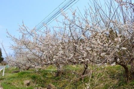 青空が広がり、道路沿いの斜面に立つ白い花が咲き誇る木々が列をなして並んでいる春の風景の写真