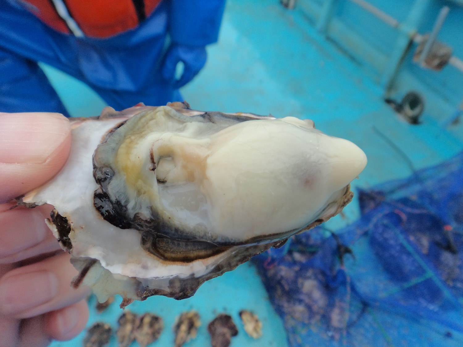 青い服を着た人物が船の上で、ふっくらとしていて白っぽく光沢がある大きくて新鮮な殻付きの生牡蠣を手に持っている写真