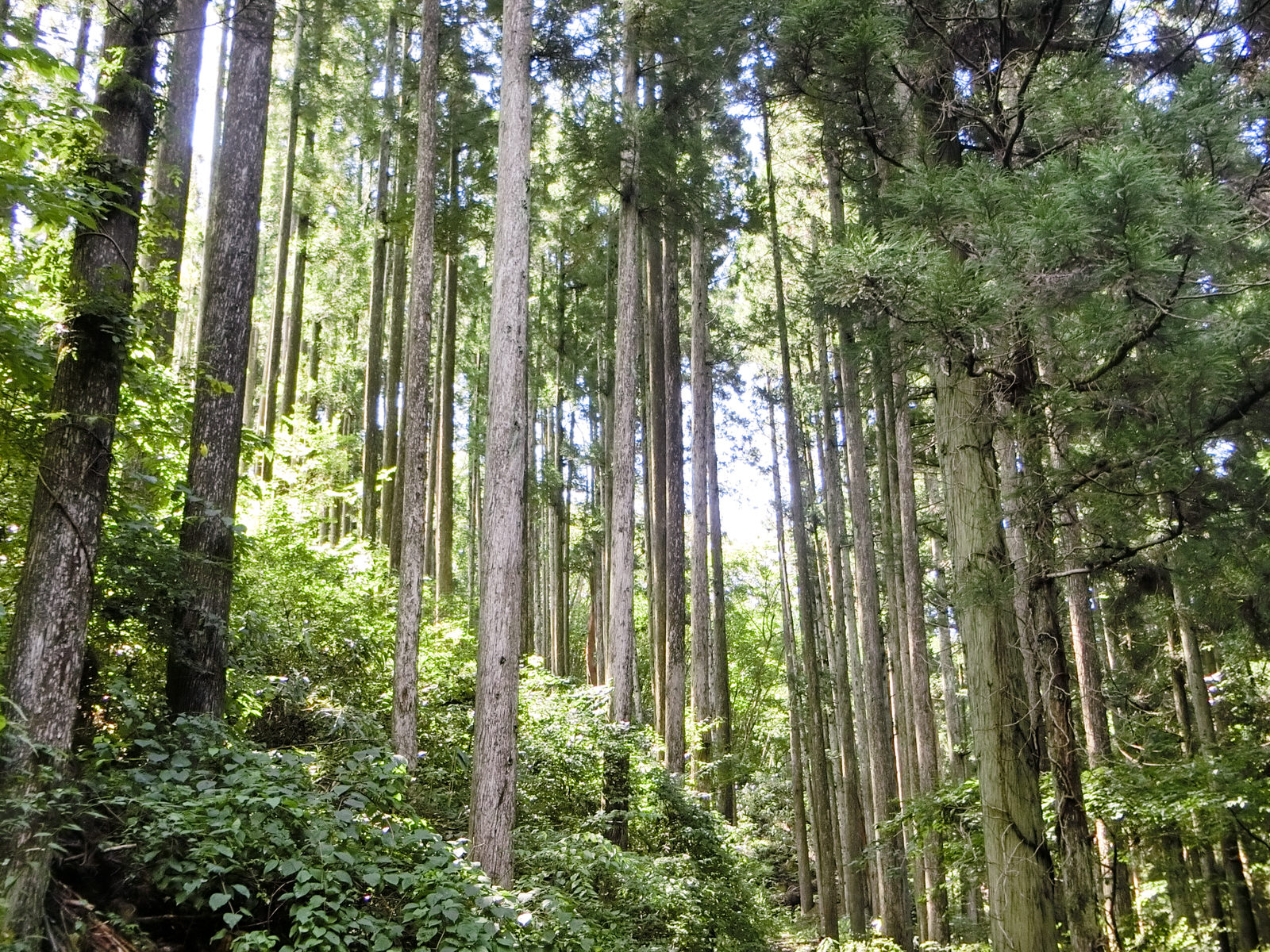 日差しの差し込む緑豊かな森林の中に、まっすぐに伸びた杉のような高木が密集して立っている自然林の写真