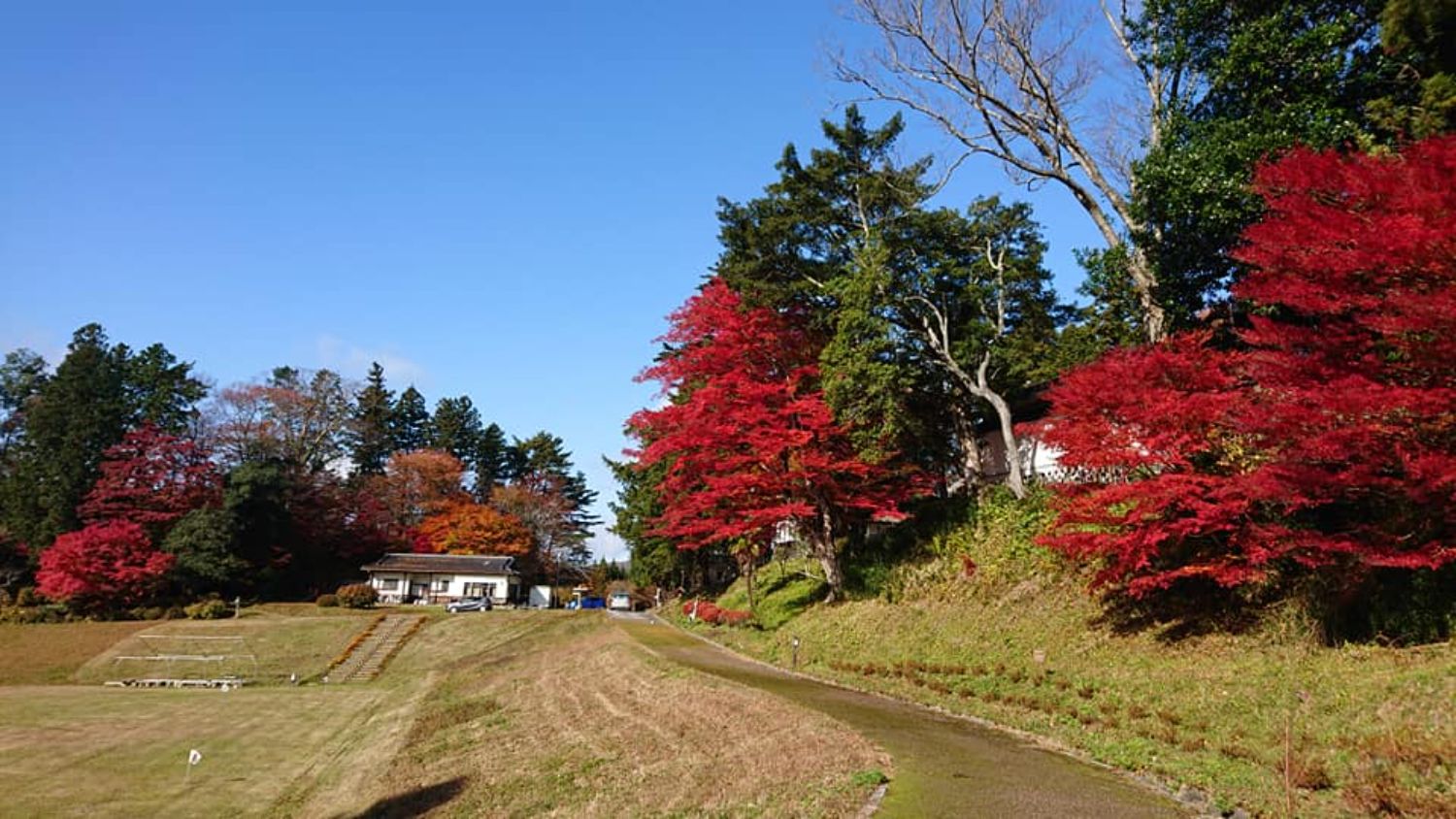 広々とした芝生の斜面とその奥に赤やオレンジに色づいた木々が並んでいる11月のひろ子の里の様子を写した写真
