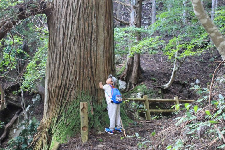 登山帽をかぶった子どもが大きな杉の木に両手を広げて抱きつきながら見上げている、森林の中の様子を写した自然体験の写真