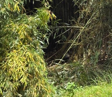 竹林の奥にクマが潜んでいる様子を撮影した写真