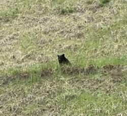三陸自動車道南三陸海岸インターチェンジ付近で撮影された草むらの中に佇んているツキノワグマの写真
