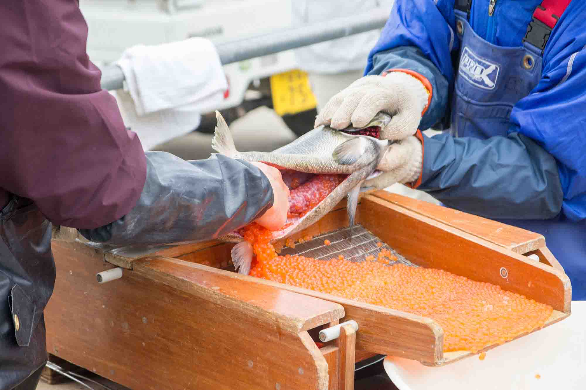 鮭のお腹を割いて卵を取り出している作業の様子の写真