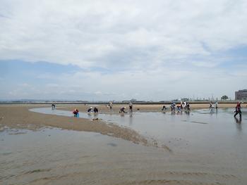 干潟で水辺の生き物を探している人たちの写真