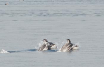 2棟のイルカが泳いでいる様子の写真
