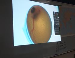 卵の中の血管と黒い点がスクリーンに写った拡大写真