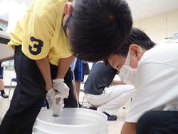 バケツの中をのぞき込んで生き物を観察している2人の男の子の写真