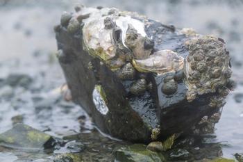 海にある石の表面に沢山の貝が付着している写真