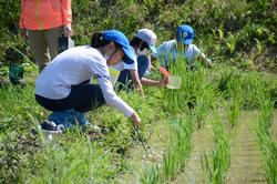 水田の縁にしゃがんで生き物を採取している子どもたちの写真