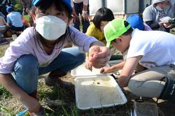 屋外に地面に並べた白いトレーの中の採取した小さな生き物を観察している子どもたちの写真
