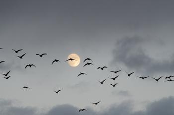 夕暮れの空に満月に向かってV字編隊で飛ぶ渡り鳥の写真