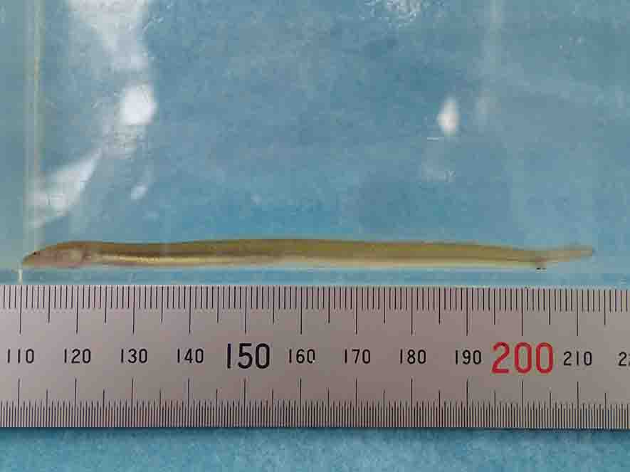 定規と一緒に水槽内で撮影された細長いニホンウナギの稚魚の写真