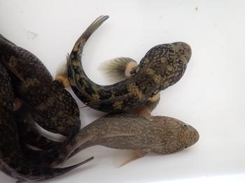 薄いグレー色や黒褐色で白い小点が散在するヌマチチブの稚魚の写真