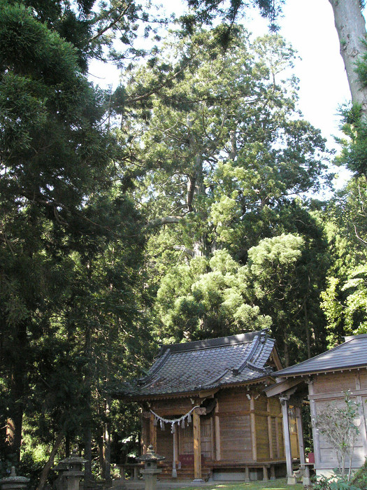 志津川の太郎坊の杉（県指定　志津川袖浜）