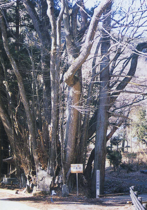 千本桂（町指定　歌津払川）