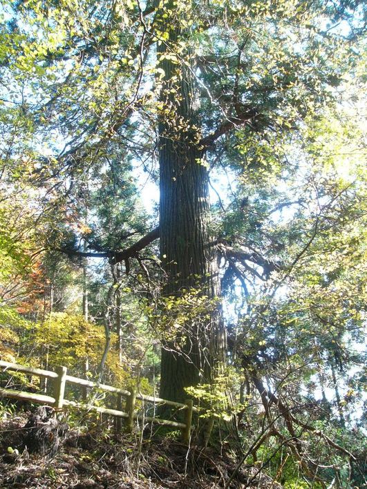 大滝の杉（町指定　歌津樋の口）