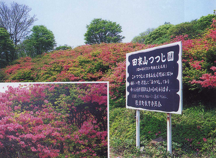 田束山ツツジ園（町指定　歌津樋の口）