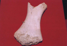 鏃のささった海獣の骨（町指定・考古資料　歌津）