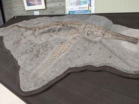 ステノプテリュギィウスの化石