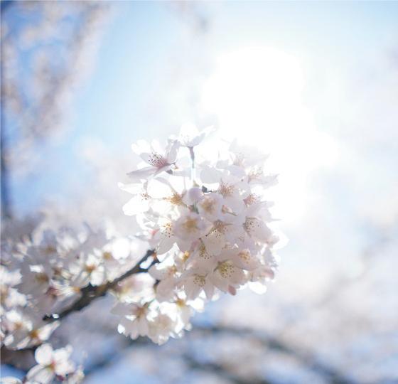 南三陸の桜