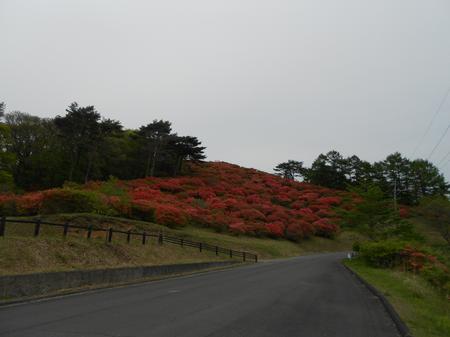 坂道に沿ってアスファルトの道路が広がり、その道路の右奥に広がる斜面一面には、鮮やかな朱色のツツジが満開に咲き乱れる風景の写真