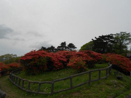 低い丸太柵で囲まれた丘の斜面に、鮮やかな朱色のツツジの木々がこんもりと密集して咲き誇り、その奥には濃い緑の針葉樹林が広がる自然の風景の写真