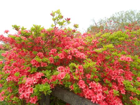 満開に咲き誇る鮮やかな朱色のツツジのアップの写真