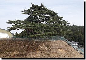 小高い山に柵がしてある所に青々とした立派な大きな赤松の写真