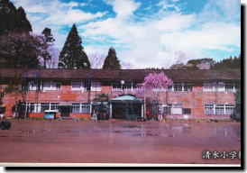 校庭にピンク色の花が咲く1本の木が立つ、2階建ての校舎を雨が降って水たまりが出来た校庭から撮影した写真