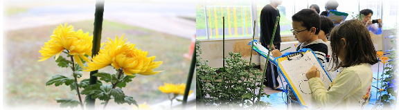 左：黄色の菊の花を2輪メインで写した写真、右：男子児童と女子児童が菊の植木鉢を観察してクリップボードを持ち書いている写真