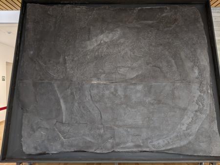 光沢のある黒い石に細長い魚のベザノザウルスの化石の写真