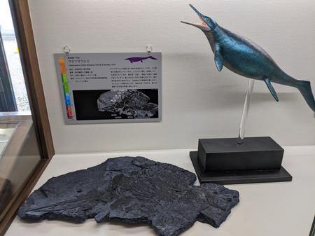 黒い石のウタツギョリュウの化石とウタツギョリュウの模型と説明文が展示されている写真