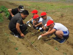 赤帽子を被った体操姿の児童が左手に軍手をし右手にスコップを持ちサツマイモの苗を植えている写真