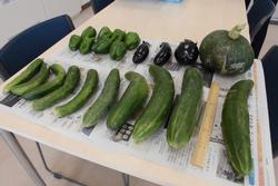 台の上に収穫されたピーマン、なすび、カボチャ、キュウリが並べて置かれている写真