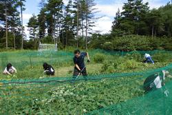 緑色のネットで周りを囲んだ畑で、先生方がクワなどを使って雑草を刈り取ったり、しゃがんで草取りをしたりしている様子の写真