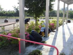 植え込みの前にしゃがみ込んで、数人のボランティアが清掃活動をしている様子の写真